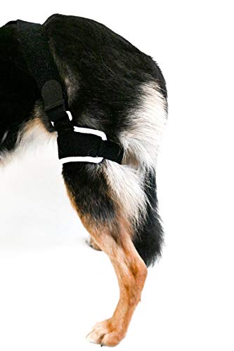 Embrace - Dog Knee Stifle Brace for Small Dogs (Right Leg) - Supports ACL Injuries & Joint Pain Relief for Active Pets