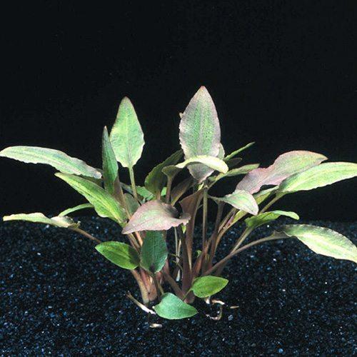 TCulture Cryptocoryne Walkeri Live Aquarium Plant (Potted) - Perfect for Freshwater Fish Tanks, Aquascaping & Aquatic Gardens