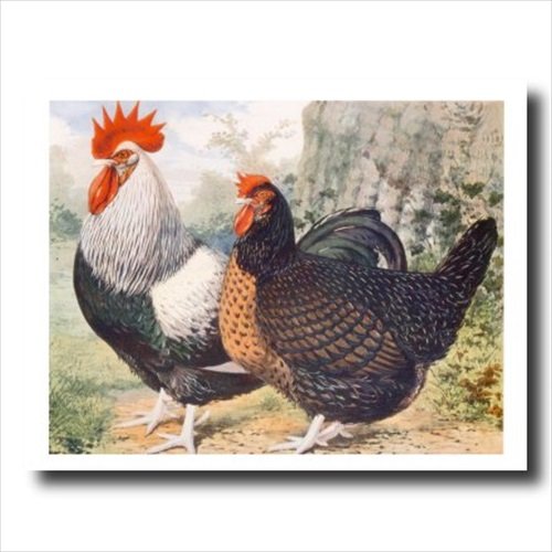 Exotic Dark Dorkings Chicken Wall Art Print - Honey Framed Farmhouse Decor for Kitchen, Living Room & Country Style Homes
