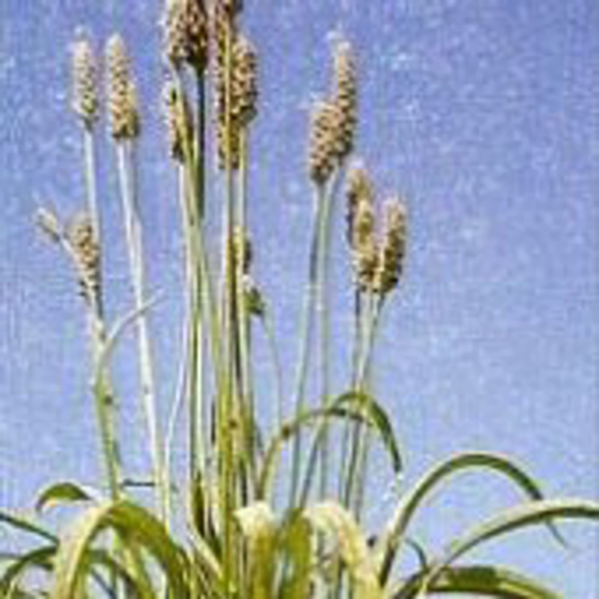 Organic Psyllium Husk Seeds (20+ Seeds) | Non-GMO Plantago Ovata Seeds for Planting | Home Garden, Greenhouse & Container Gardening | Supports Digestive Health & Weight Management
