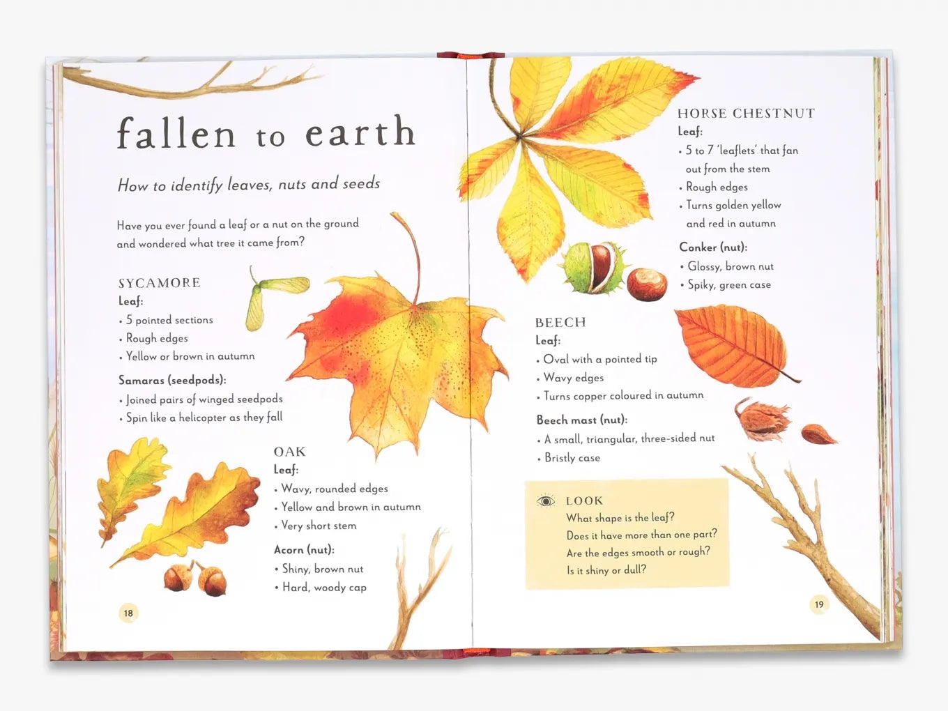 A Field Guide to Autumn - Nature Exploration Book for Fall Hiking & Outdoor Activities | Field Guide Series