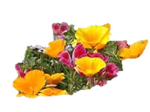 California Coastal Wildflower Seed Mix - Annual & Perennial Flowers (600 Seeds or 1 Gram) for Home Garden, Landscaping & Pollinator-Friendly Planting