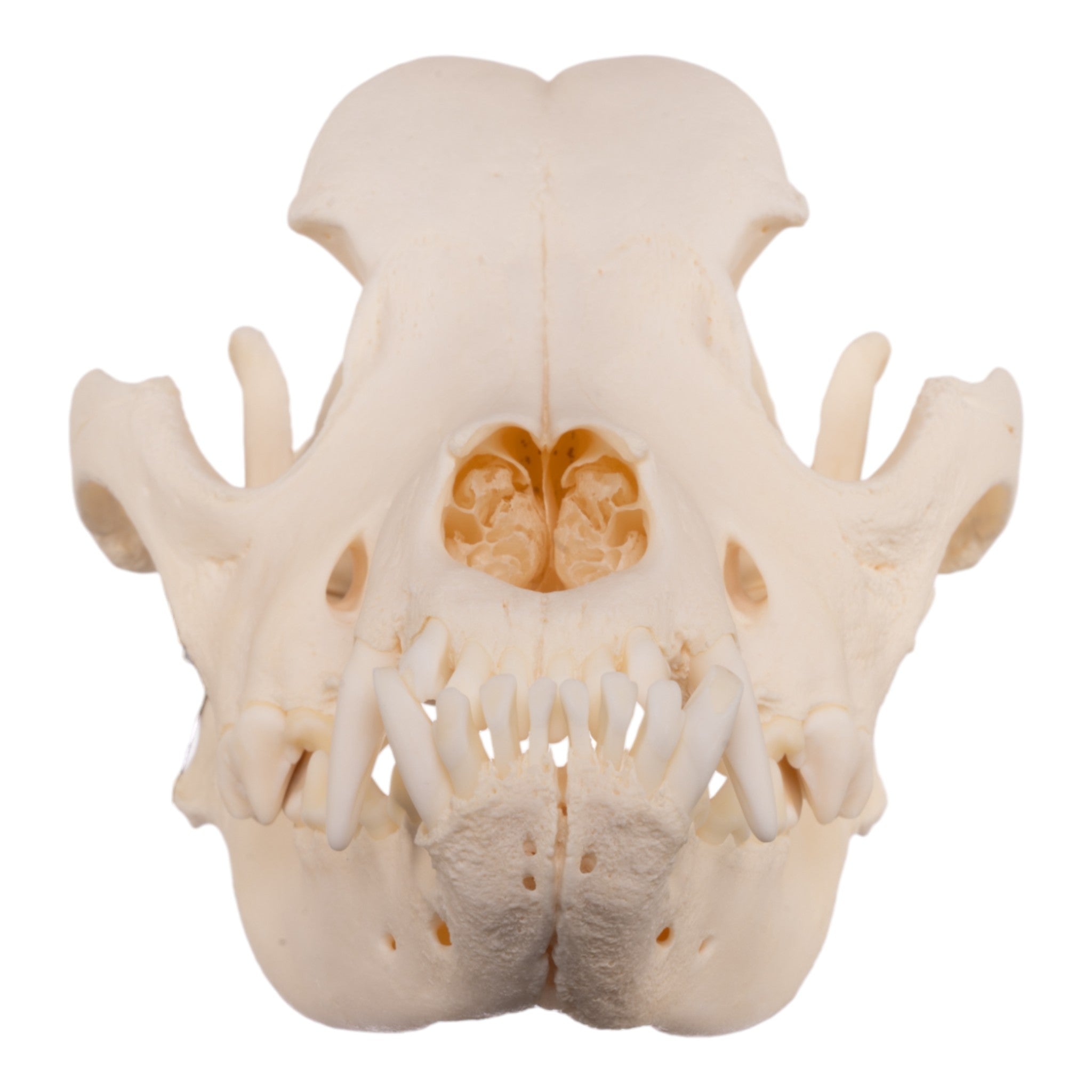 Authentic Rottweiler Dog Skull Specimen - Real Domestic Canine Skull for Veterinary Study, Taxidermy & Halloween Decor