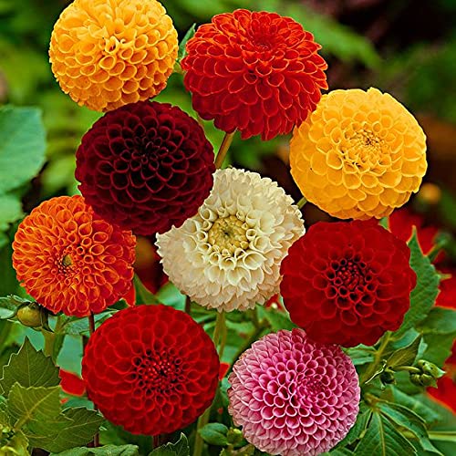 Dahlia Pompon Ball Mix Seeds - Non-GMO Beautiful Annual Flowers for Garden Planting | Perfect for Hanging Baskets, Borders & Cut Flower Arrangements