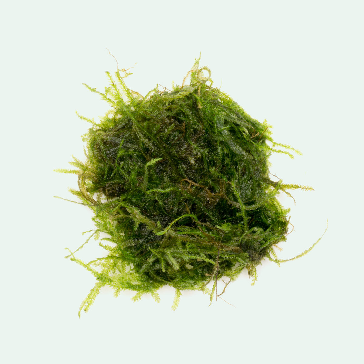 Peacock Moss for Aquarium - Live Aquatic Plant for Fish Tank Decoration, Terrarium & Paludarium | Enhances Water Quality & Natural Habitat