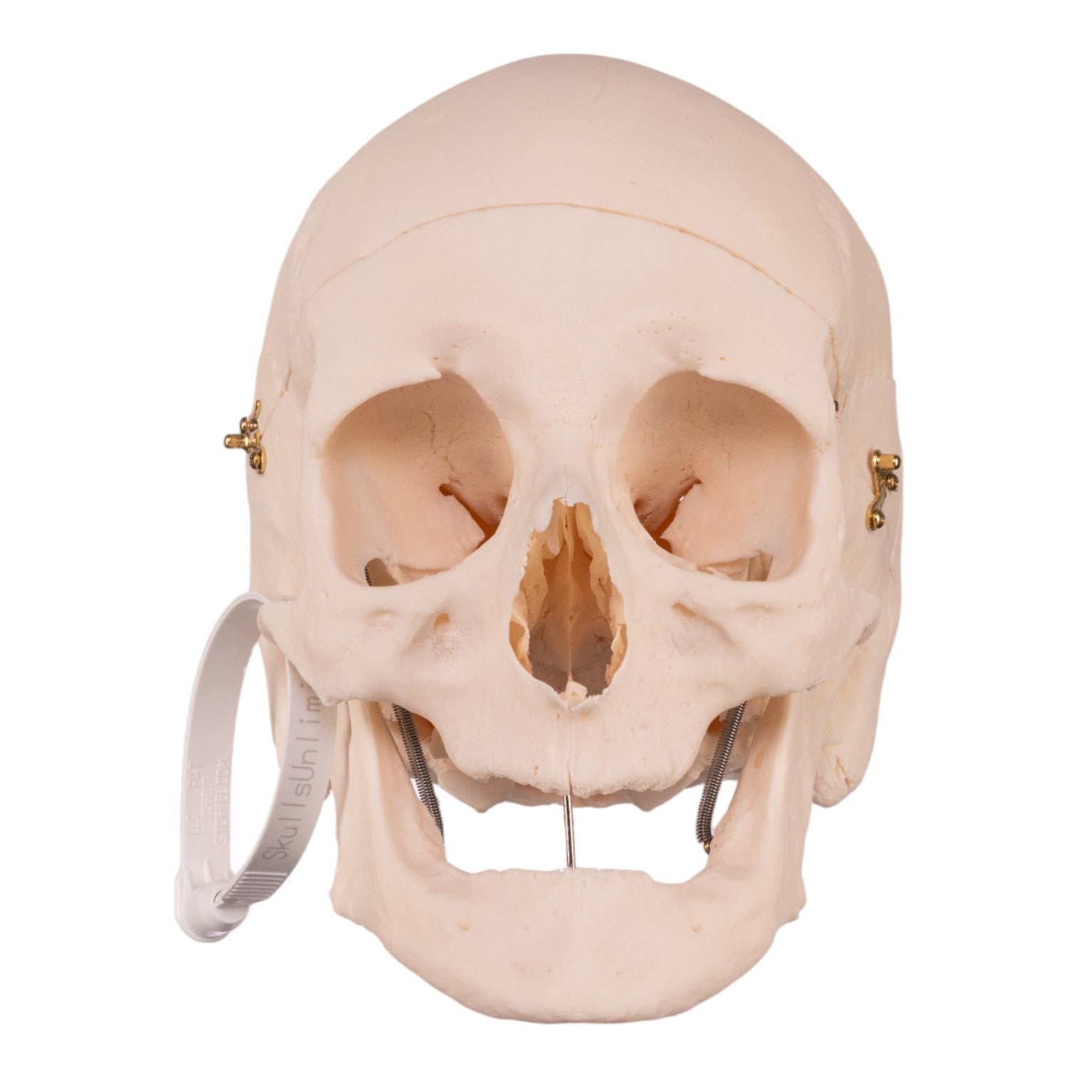 Premium Disarticulated Human Skeleton Model - Anatomically Accurate for Medical Education & Research - Perfect for Classroom, Lab, and Medical Training