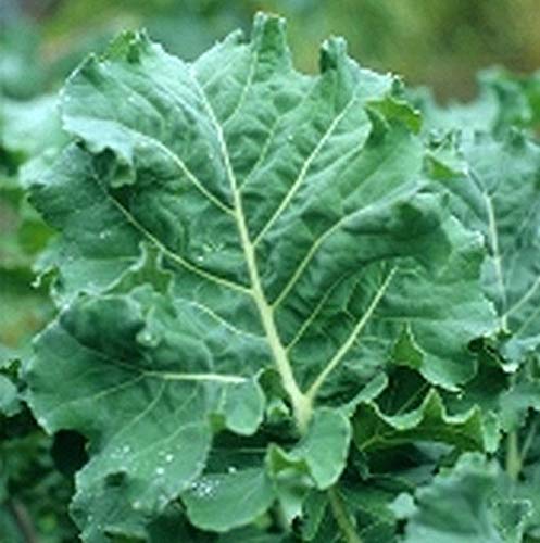 Premium 8-Variety Deluxe Kale Seed Mix - Non-GMO, Heirloom Seeds for Home Gardening (1000 Seeds) | Perfect for Salads, Smoothies & Healthy Eating | Free Shipping