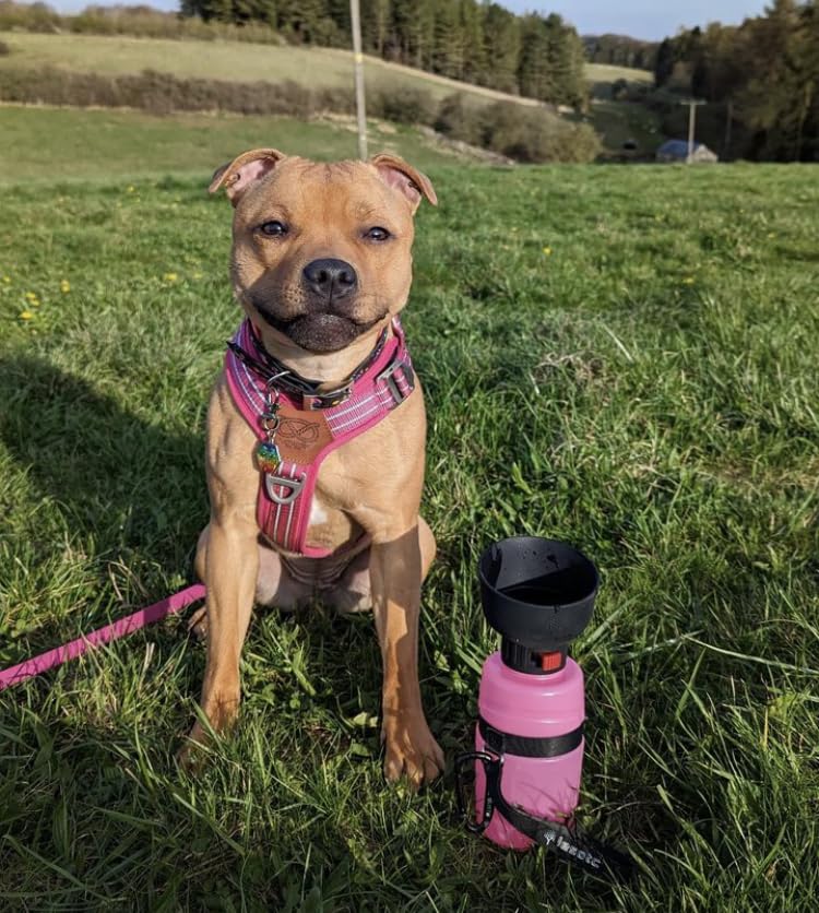 Portable Dog Water Bottle - Leak Proof, Collapsible & BPA Free for Travel, Hiking