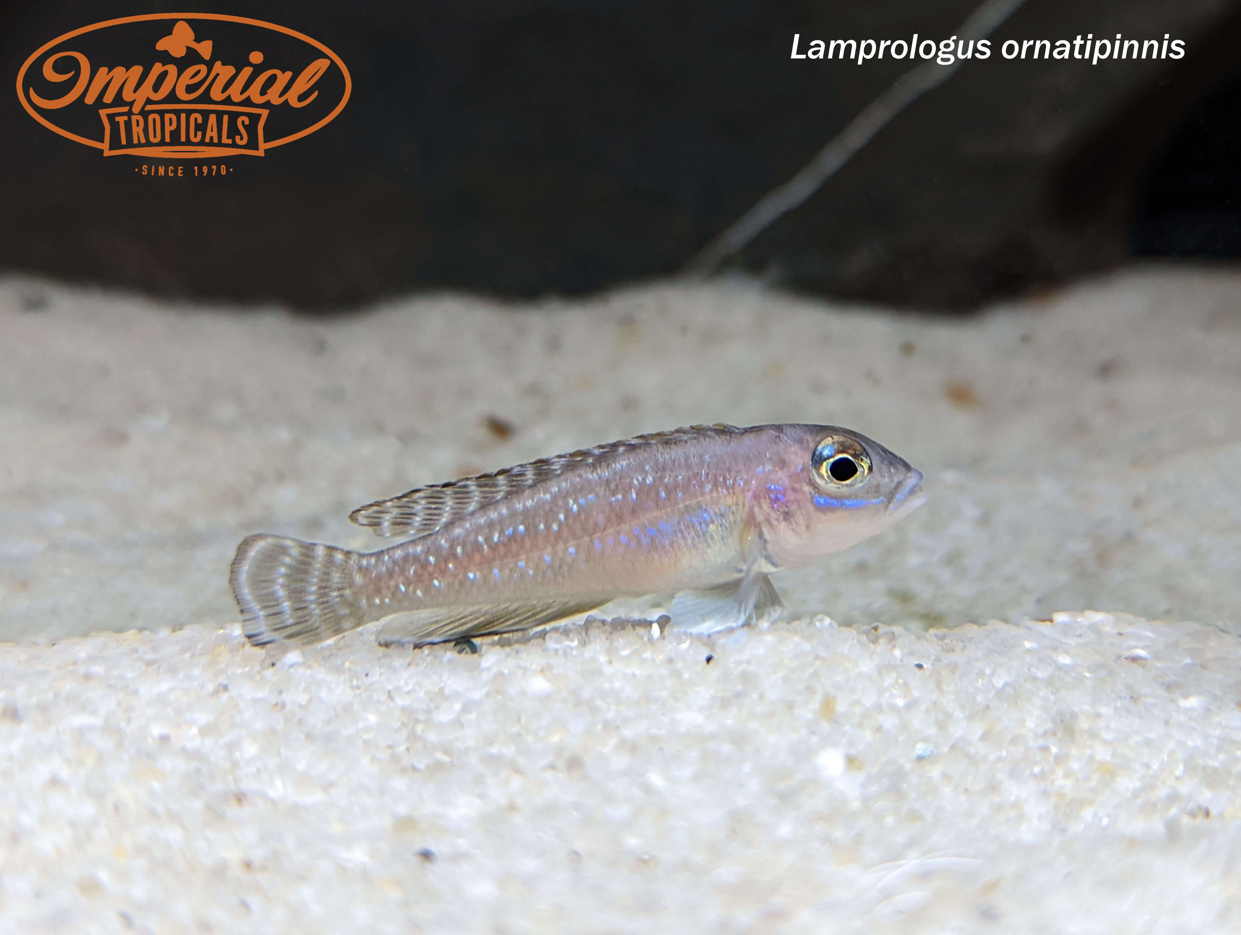 Lamprologus Ornatipinnis Cichlid Fish for Aquarium - Perfect for African Cichlid Tanks & Aquatic Decor