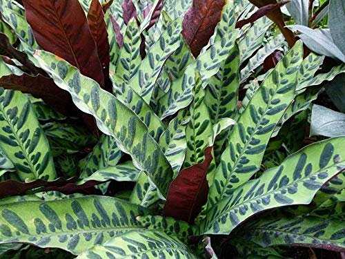 Rattlesnake Calathea - 3 Live Plants in 6 Inch Pots - Calathea Lancifolia - Easy to Grow Air Purifying Indoor Houseplant for Home, Office, and Living Room Decor