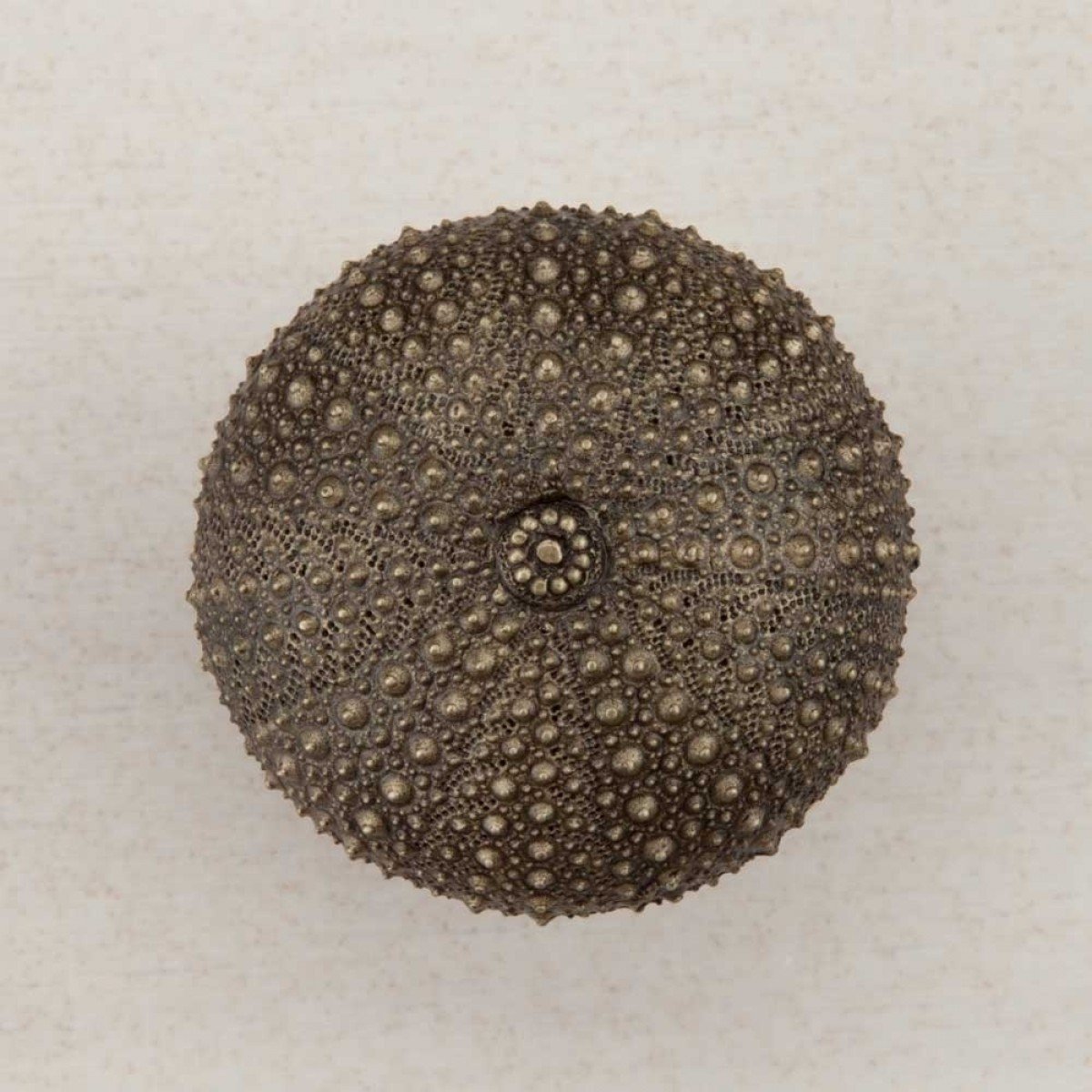 Handmade Sea Urchin Cabinet Knob - Antique Brass Finish - Vintage Style Drawer Pulls for Kitchen, Bathroom & Furniture - Unique Home Decor Hardware