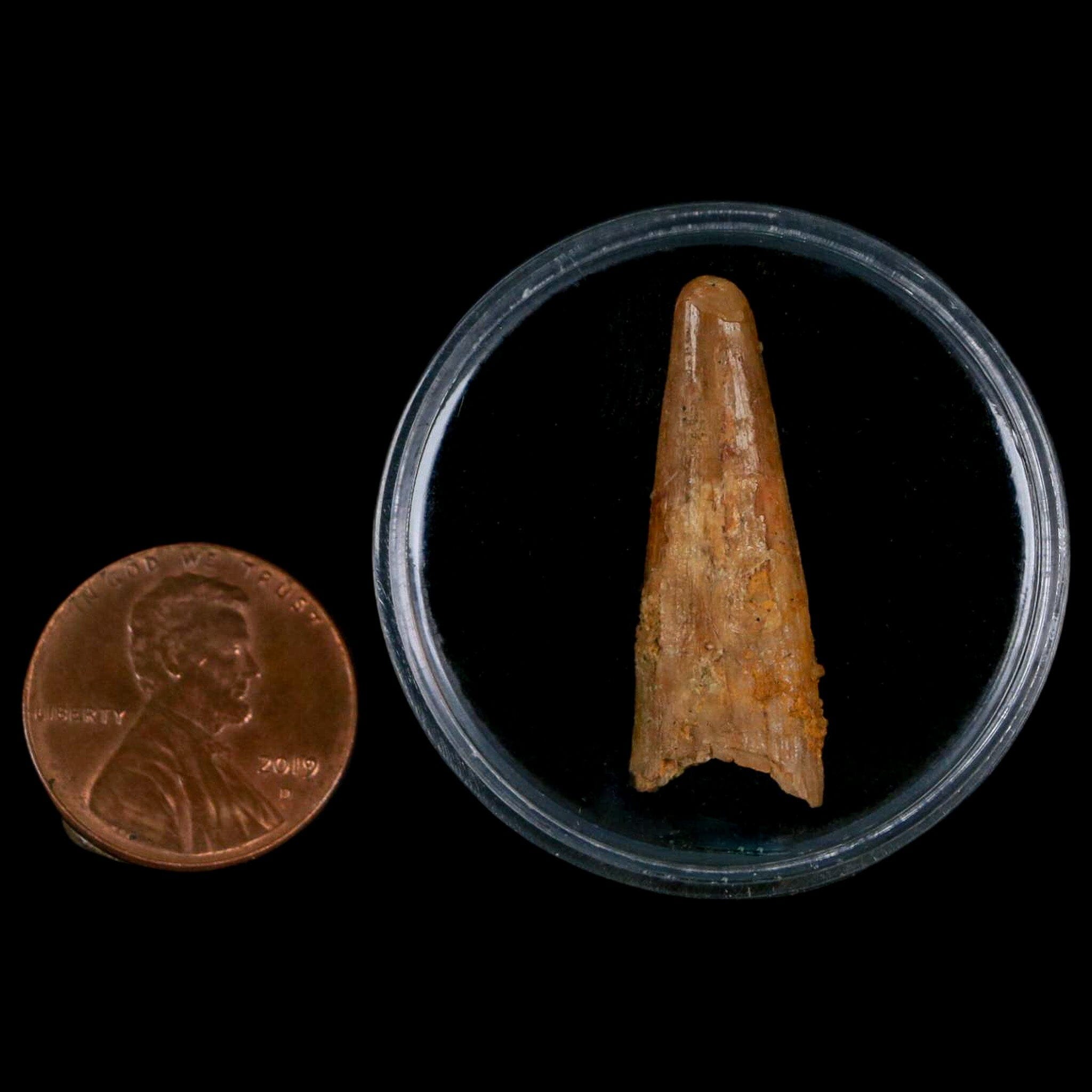 Authentic Pterosaur Coloborhynchus Fossil Tooth - Upper Cretaceous Era - Morocco Origin with COA - Rare Collectible Display Piece for Paleontology Enthusiasts & Home Decor