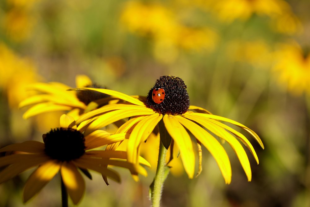 Black Eyed Susan and Ladybug Metal Wall Art - 16x24 Gallery Quality Aluminum Decor for Home, Office & Garden - Rust-Resistant Outdoor & Indoor Wall Decor