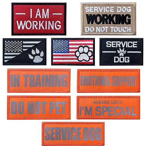 1.Service Dog, Orange