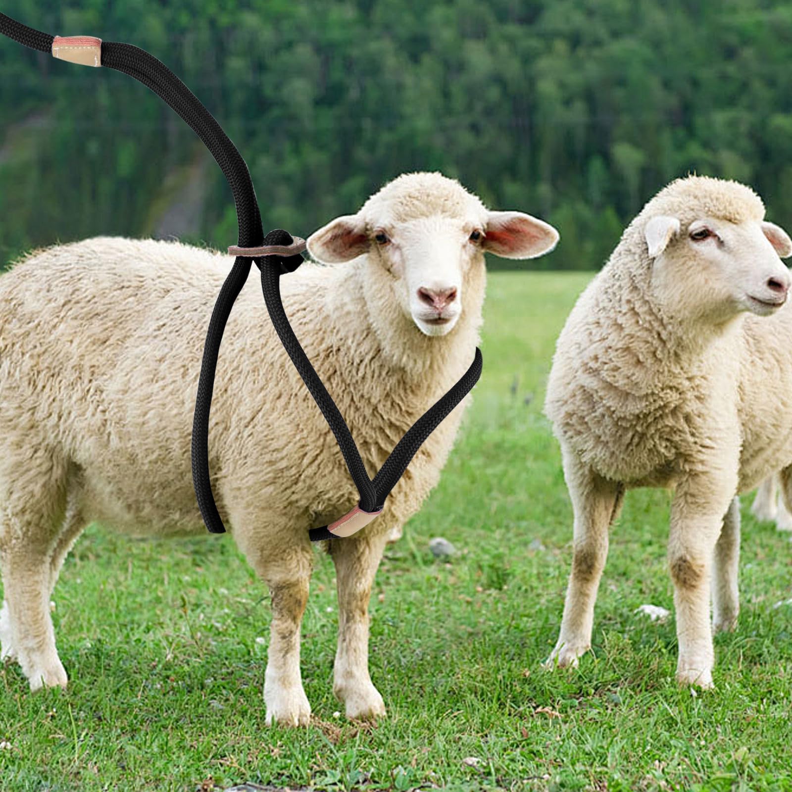 Premium Washable Goat Harness & Leash Set - Durable Livestock Supplies for Goats and Sheep, Ideal for Walking, Training, and Outdoor Adventures