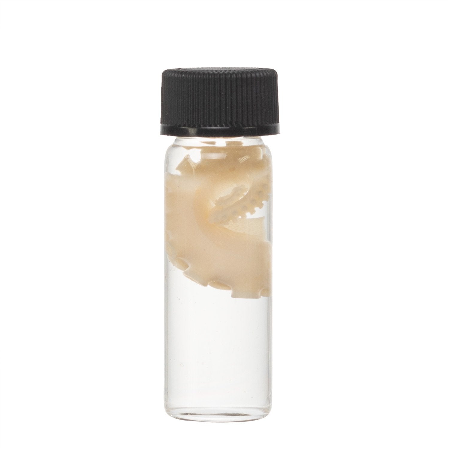 Authentic Real Tentacle Wet Specimen - Preserved Marine Biology Specimen for Science Education & Oddity Collectors | Perfect for Classroom Display, Gothic Decor & Curiosity Cabinets