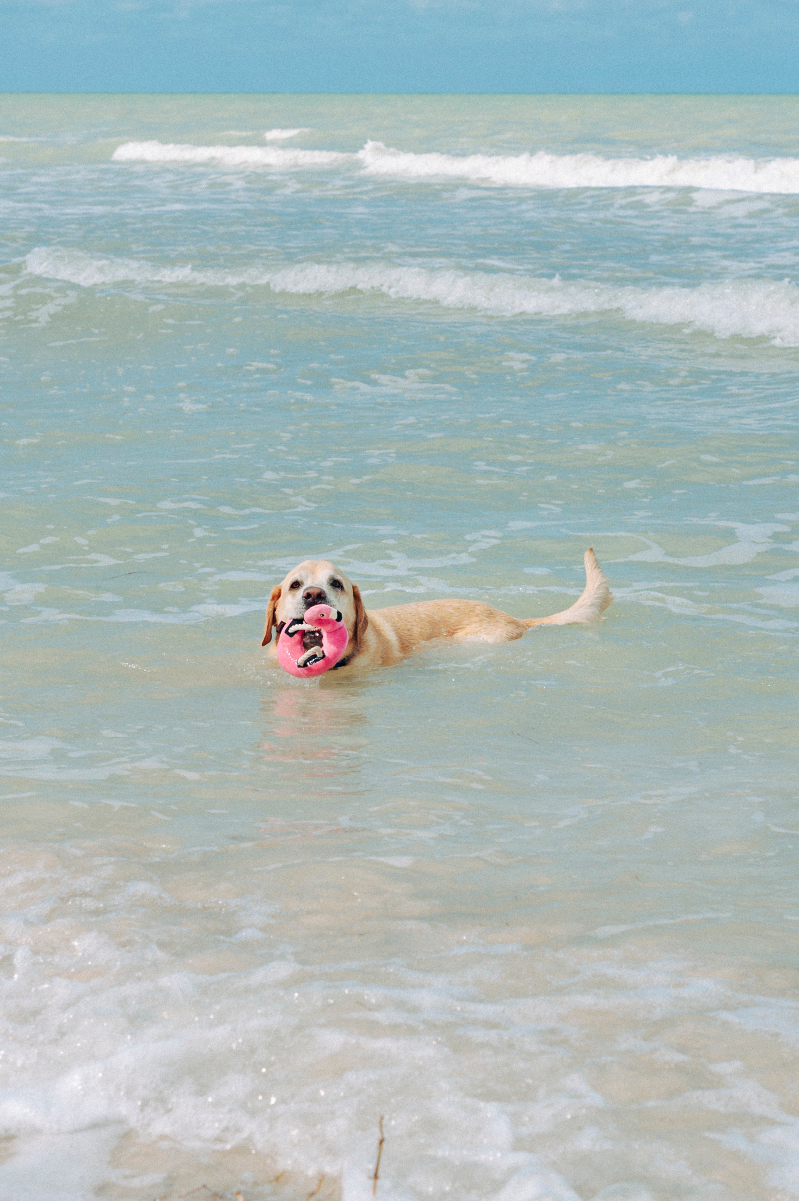 Floating Flamenco Dog Toy Plush - Tropical Paradise™ by Pet P.L.A.Y. | Durable Chew Toy for Pool, Beach & Water Play | Fun Bath Time Floating Toy for Dogs