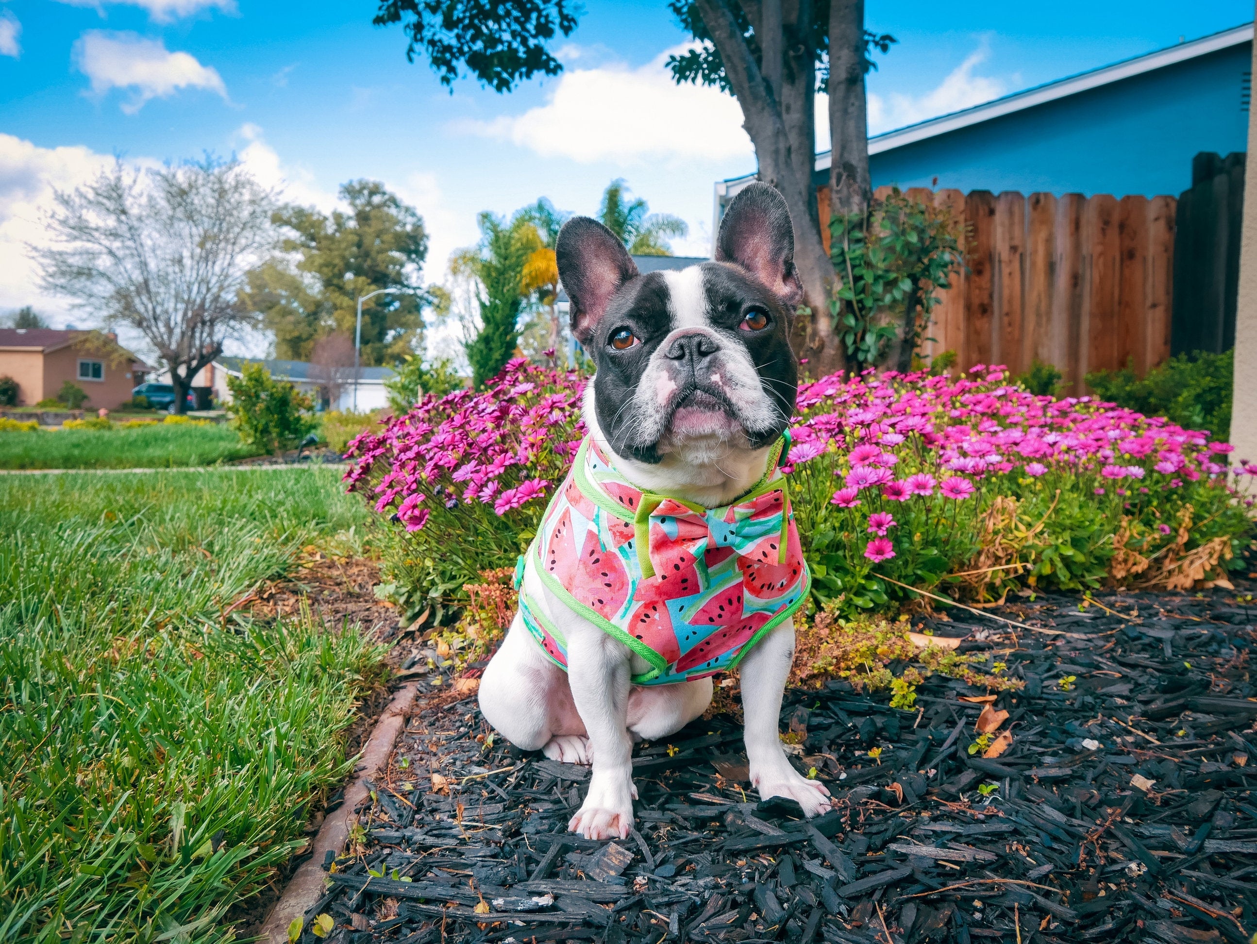 Premium Dog Harness with Watermelon Print - Adjustable & Breathable Pet Vest for Small & Medium Dogs - Perfect for Walking, Hiking & Outdoor Adventures