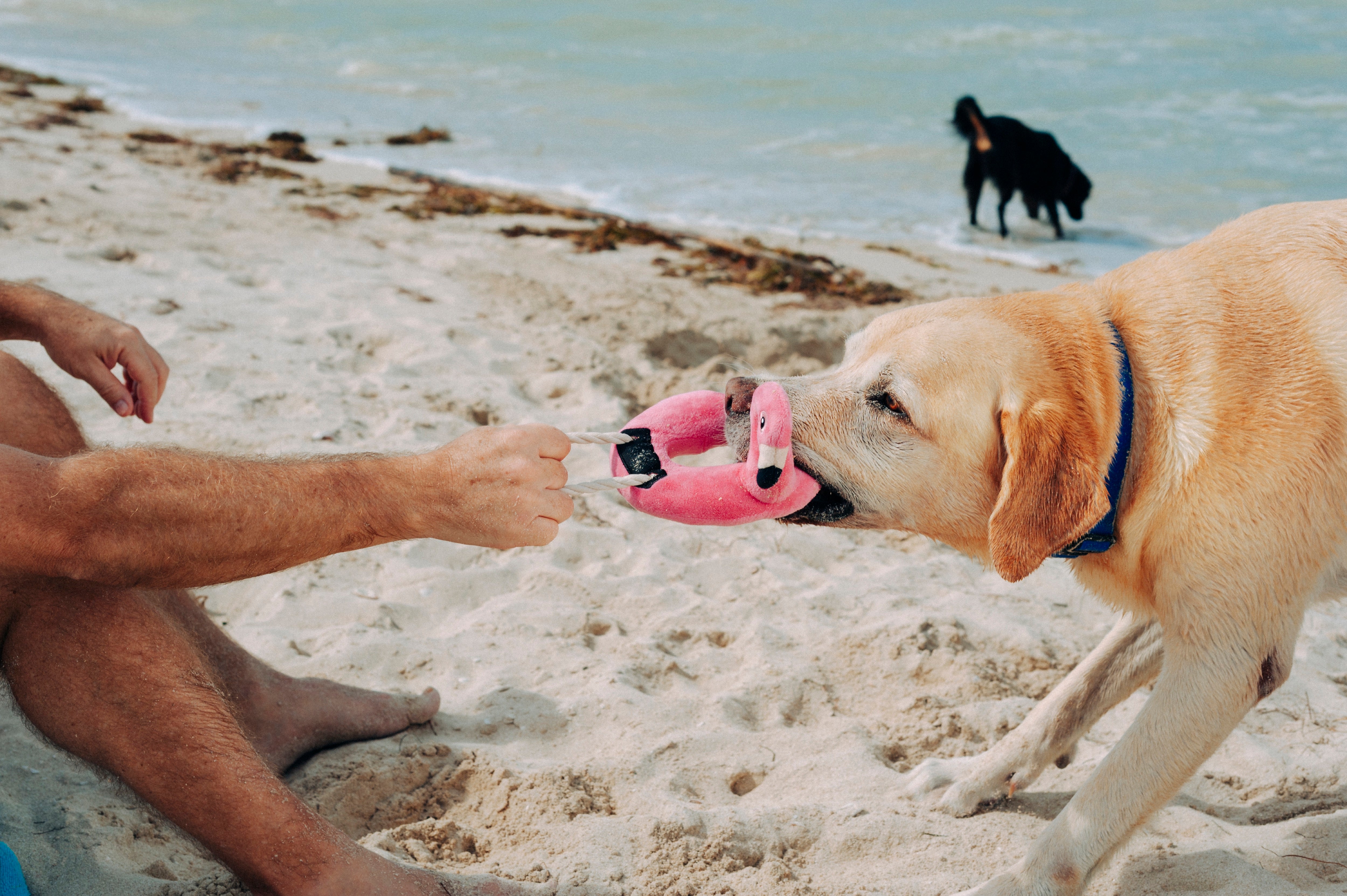 Floating Flamenco Dog Toy Plush - Tropical Paradise™ by Pet P.L.A.Y. | Durable Chew Toy for Pool, Beach & Water Play | Fun Bath Time Floating Toy for Dogs