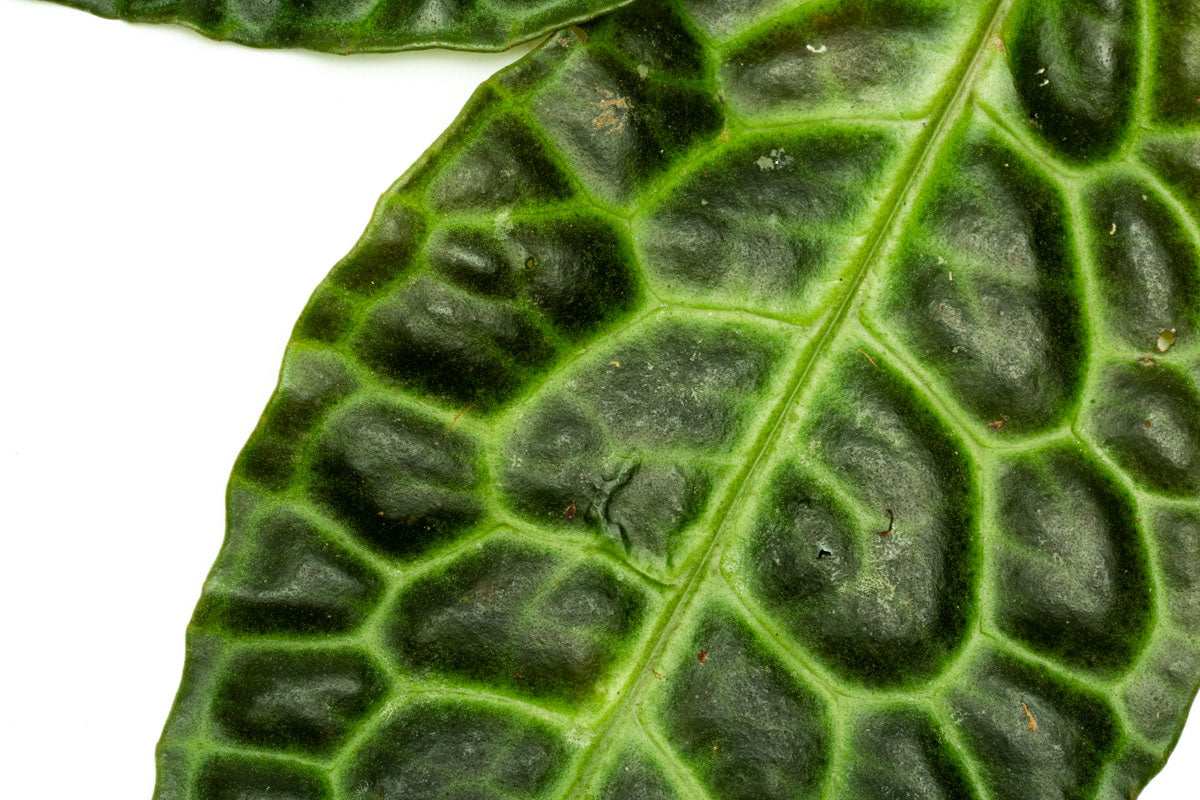 Labisia Sp Turtle Back - Premium Aquatic Plant for Freshwater Aquariums | Perfect for Shrimp Tanks, Aquascaping & Natural Habitat Setup