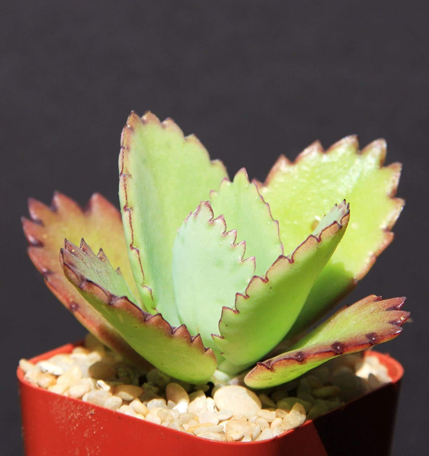 Kalanchoe Daigremontiana Seeds - Mexican Hat Plant, Rare Succulent & Exotic Cactus (2 Inch) - Perfect for Indoor Gardens, Terrariums & Home Decor