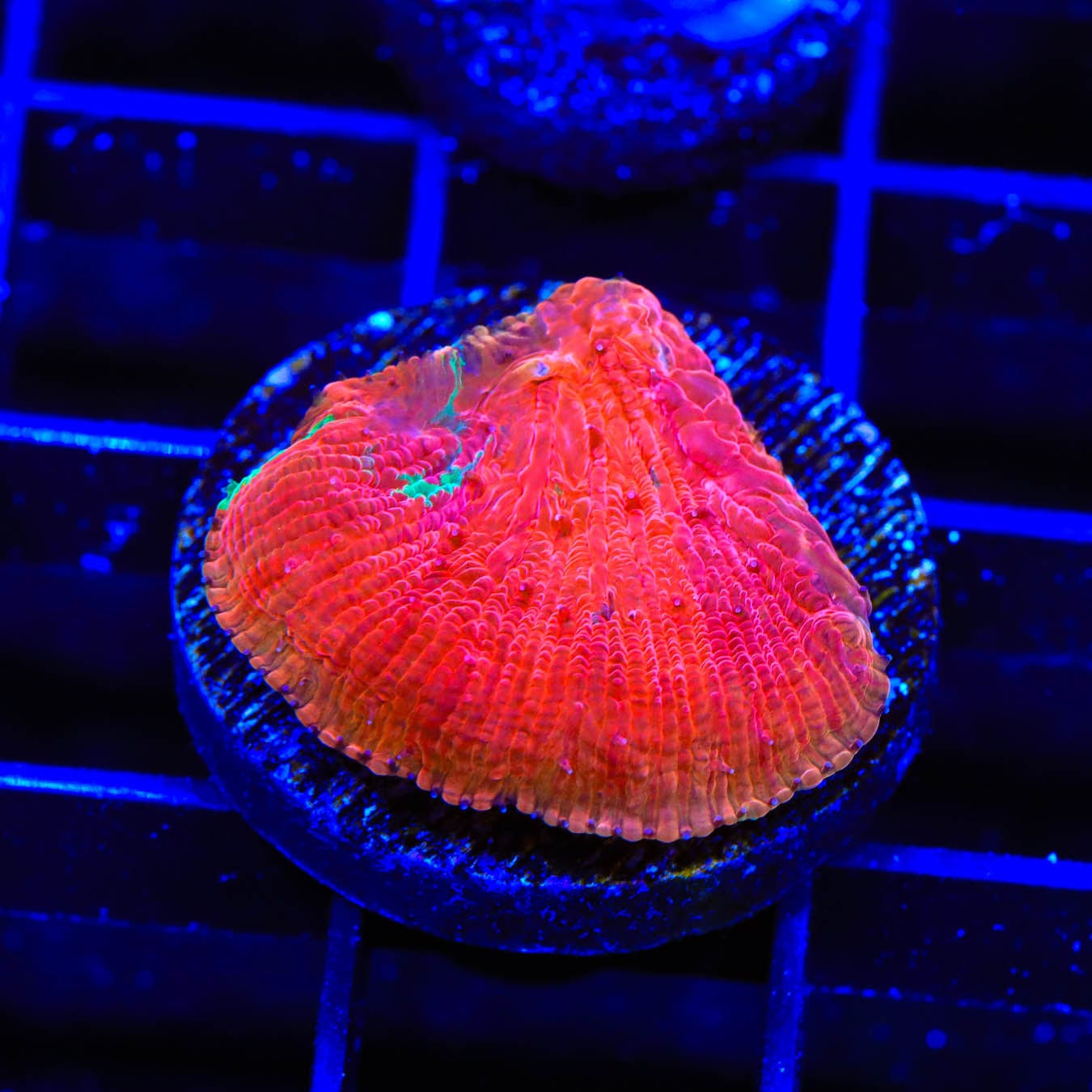 Diablo Diaseris Plate Coral for Saltwater Aquariums – Vibrant Coral for Reef Tanks & Marine Aquascaping