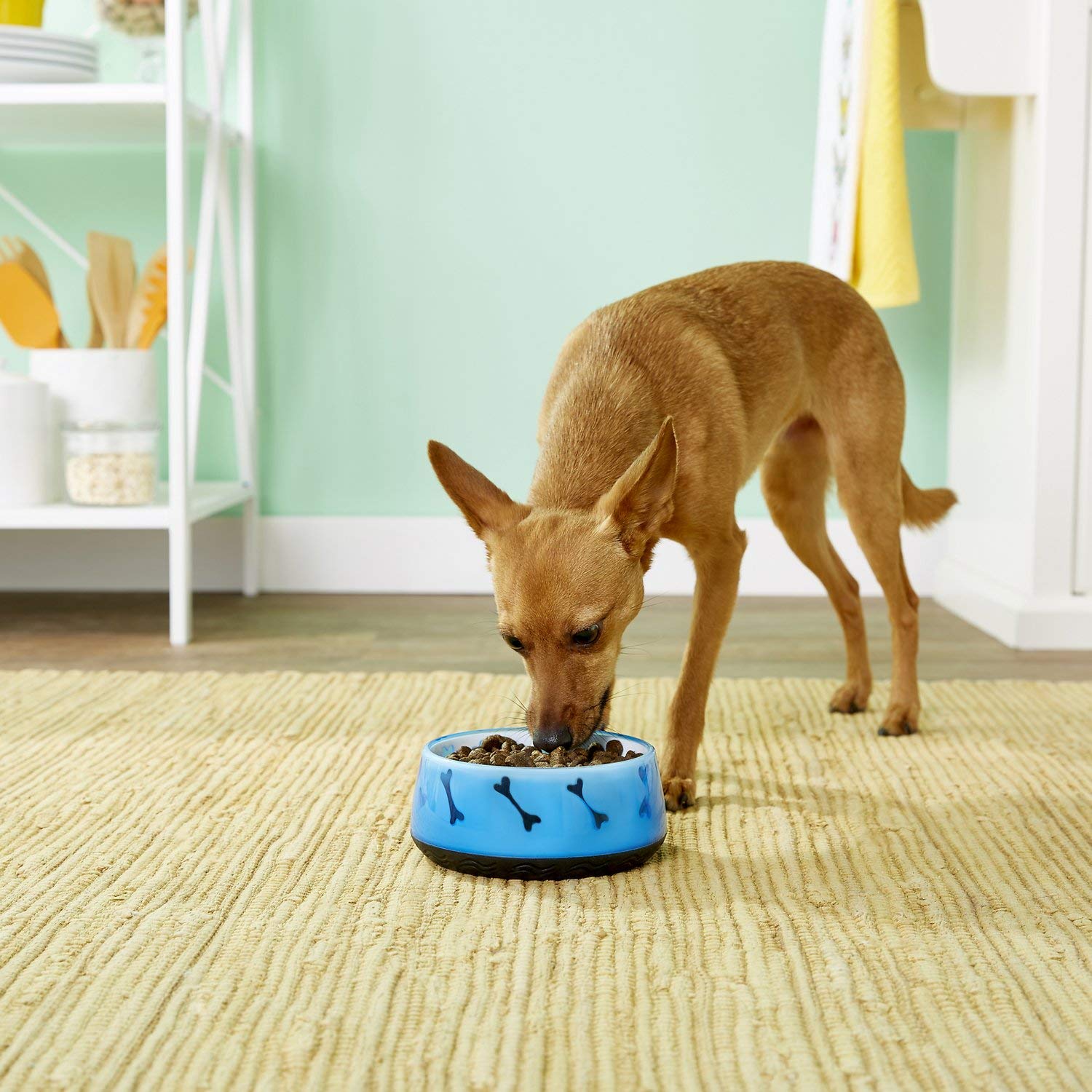 BPA-Free Non-Skid Dog Food and Water Bowl - 4.9 Inch Pet Dish for Small to Medium Dogs | Durable, Spill-Proof Design for Indoor & Outdoor Use | Perfect for Home, Travel, and Training
