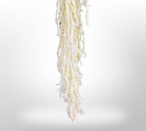 Dried Amaranthus Flowers for Home Decor | Natural Preserved Floral Arrangements | Perfect for Wedding, Party & DIY Crafts