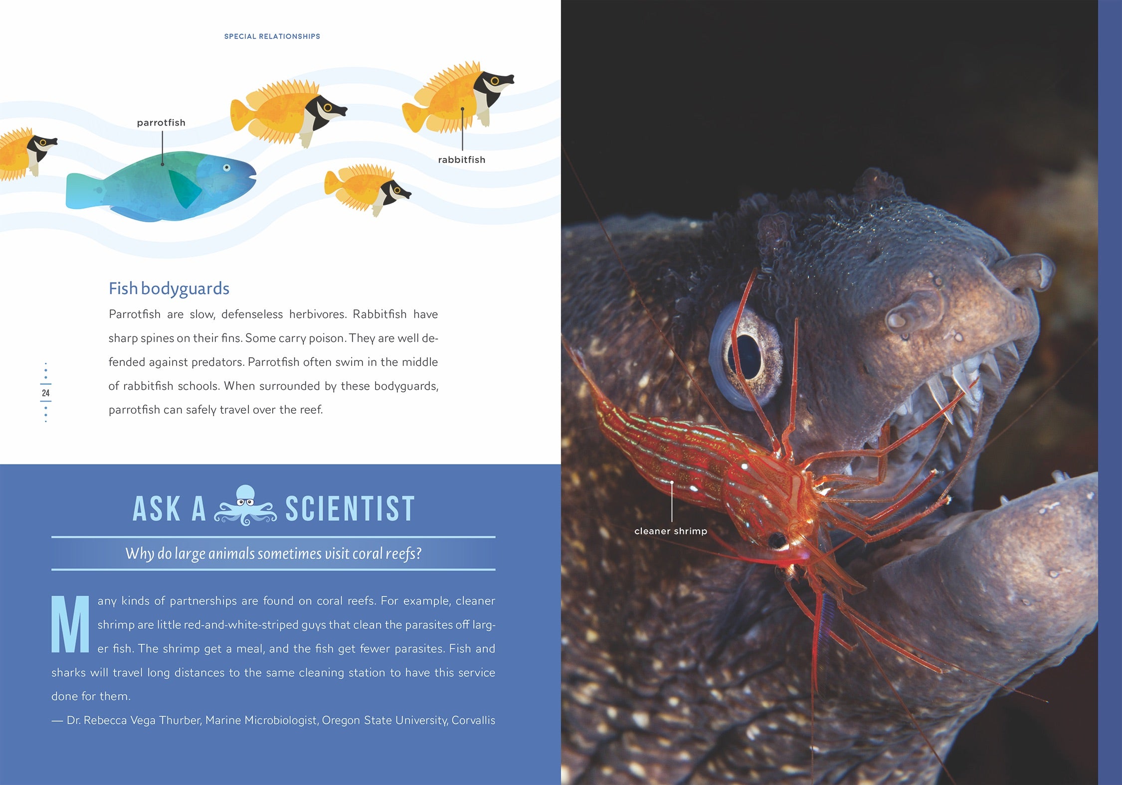 Coral Reef Communities - Marine Ecosystem Guide for Aquarium Enthusiasts & Ocean Conservationists | Perfect for Home Aquariums, Educational Projects & Marine Biology Studies