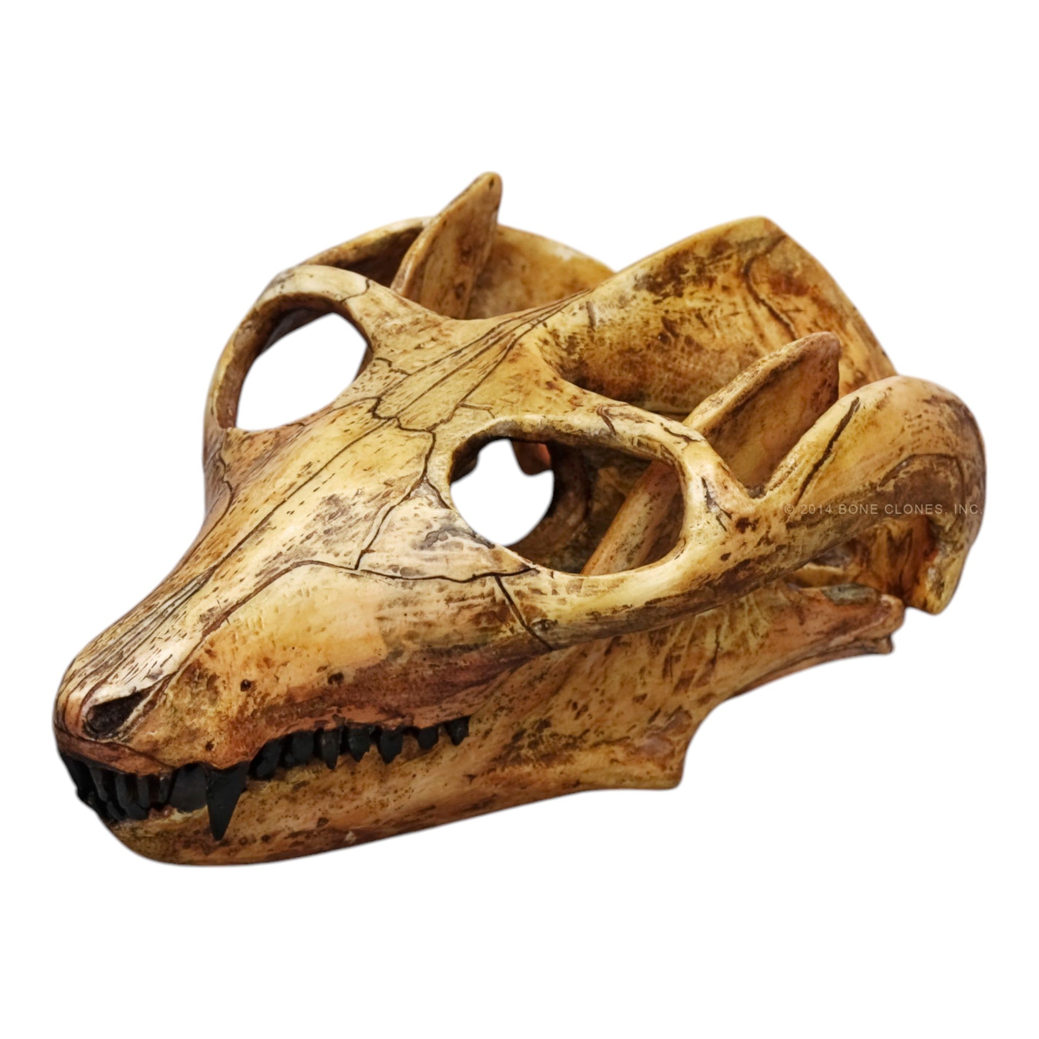 Authentic Replica Cynodont Probainognathus Jenseni Skull - Prehistoric Fossil Model for Paleontology Study, Museum Display & Dinosaur Enthusiast Collection