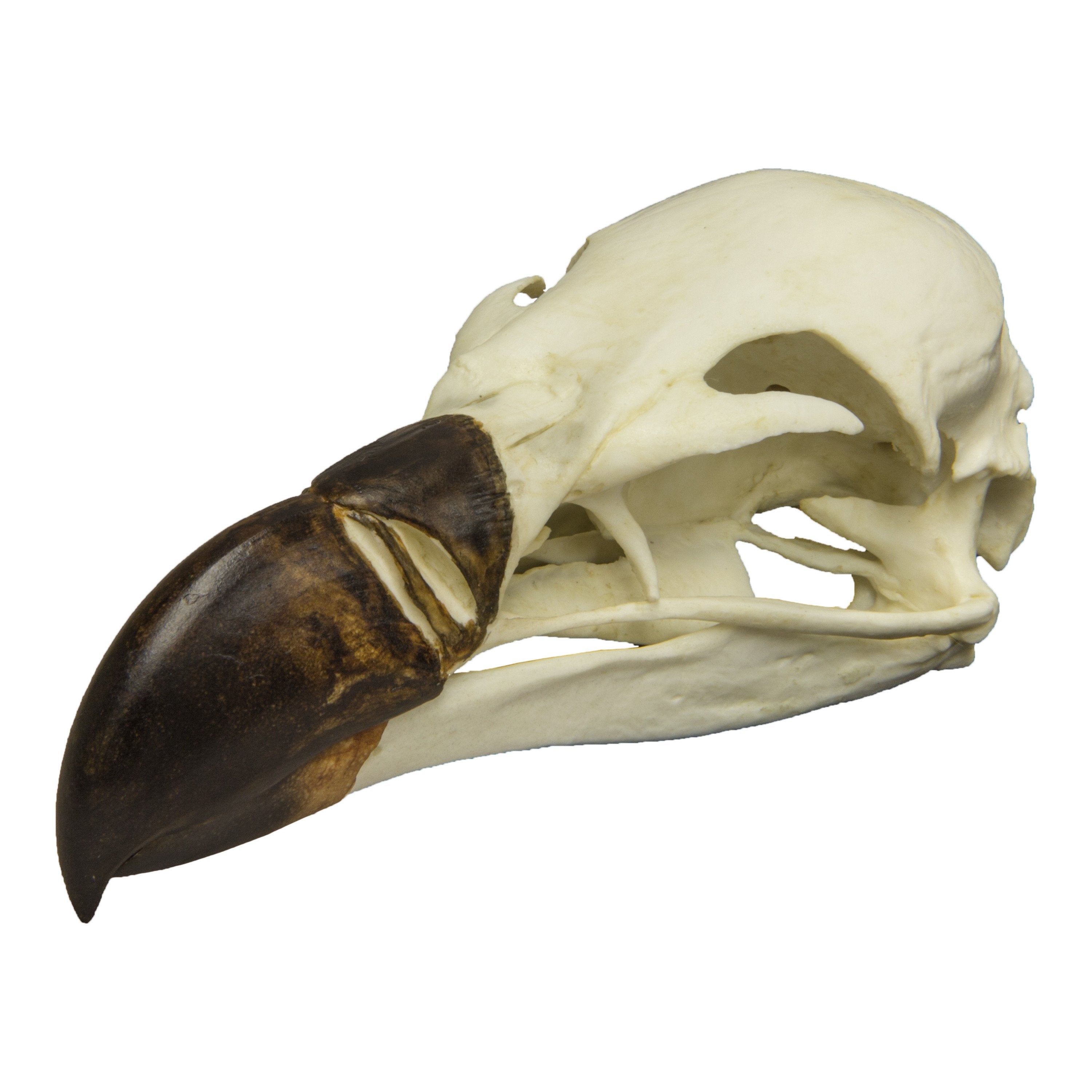 Authentic Replica Griffon Vulture Skull - Lifelike Animal Bone Specimen for Home Decor, Gothic Display, Halloween Props & Educational Science Collection