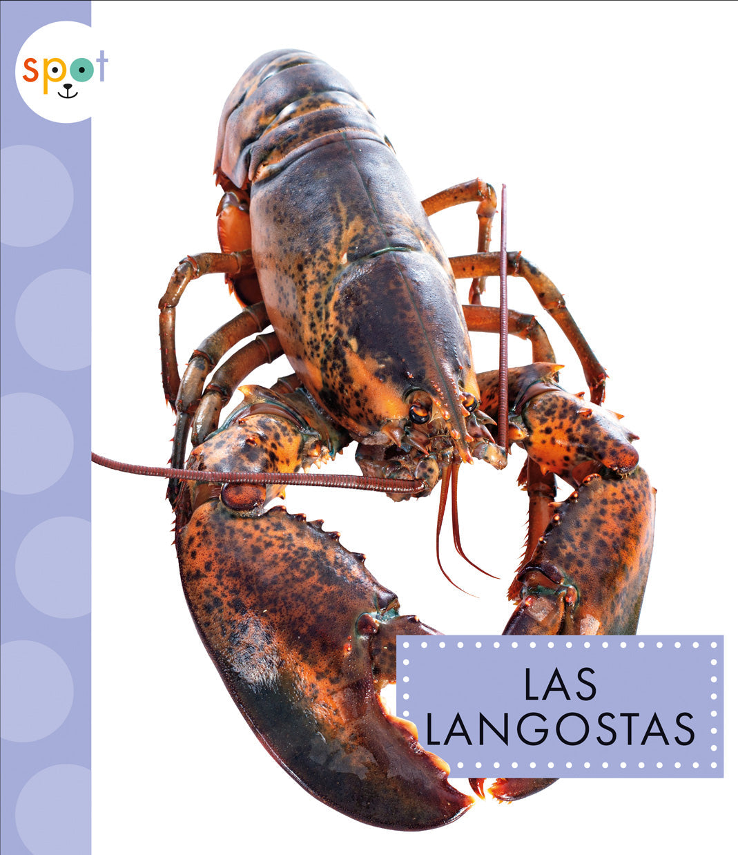 Fresh Live Maine Lobsters for Sale | Premium Whole Lobsters Delivered | Perfect for Gourmet Meals, Special Occasions & Seafood Lovers
