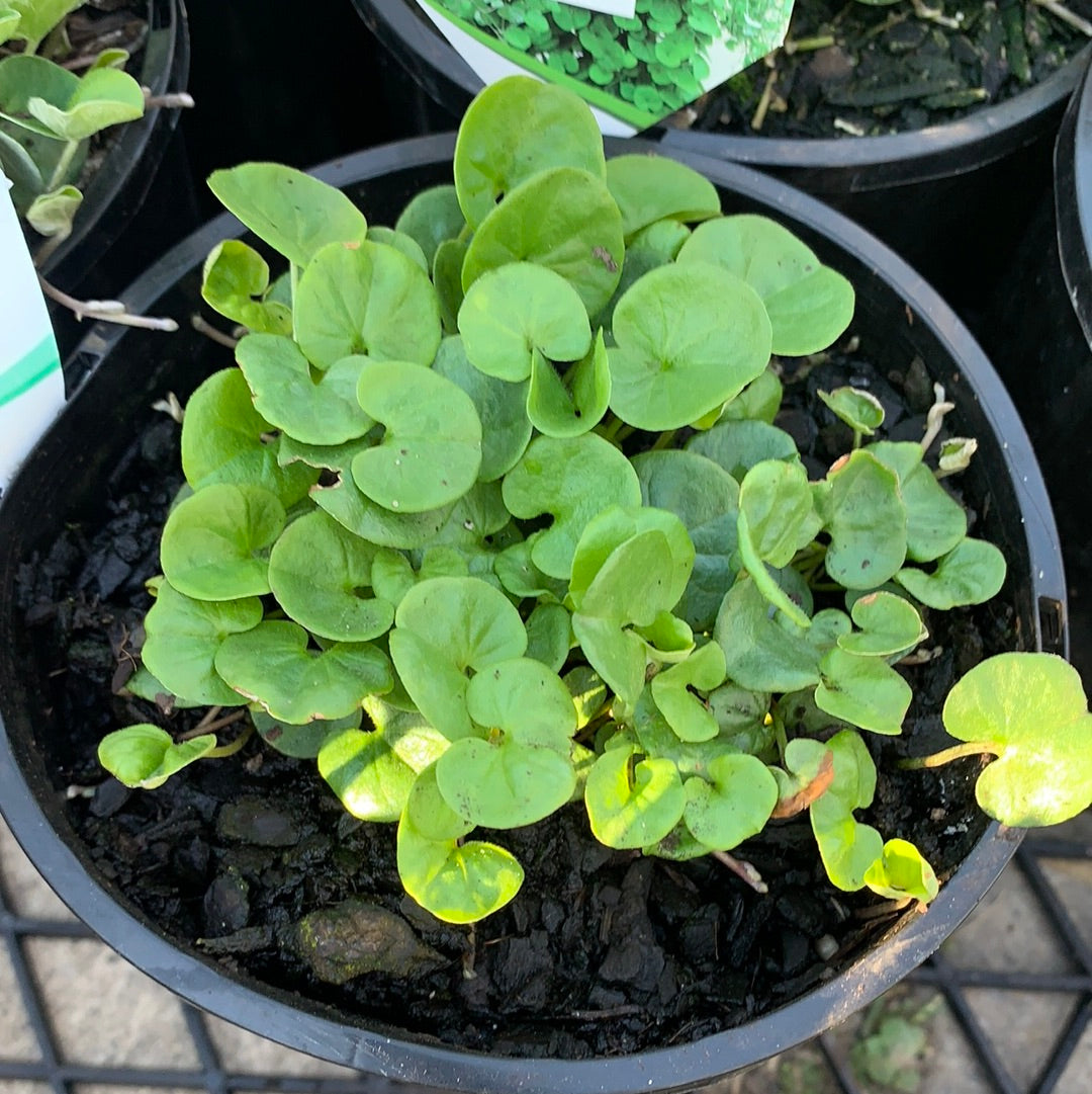 Dichondra ‘Emerald Falls’ - Premium Silver Falls Ground Cover Plant for Landscaping & Hanging Baskets | Indoor & Outdoor Gardening Decor