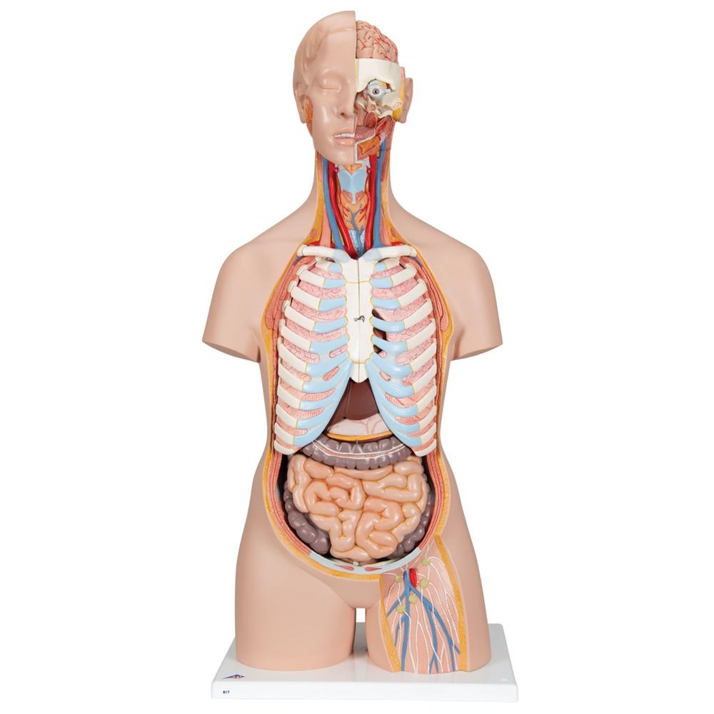 Unisex Anatomical Torso Model with Removable Ribs & Open Back - 21-Part Human Body Anatomy Kit for Medical Students & Science Education