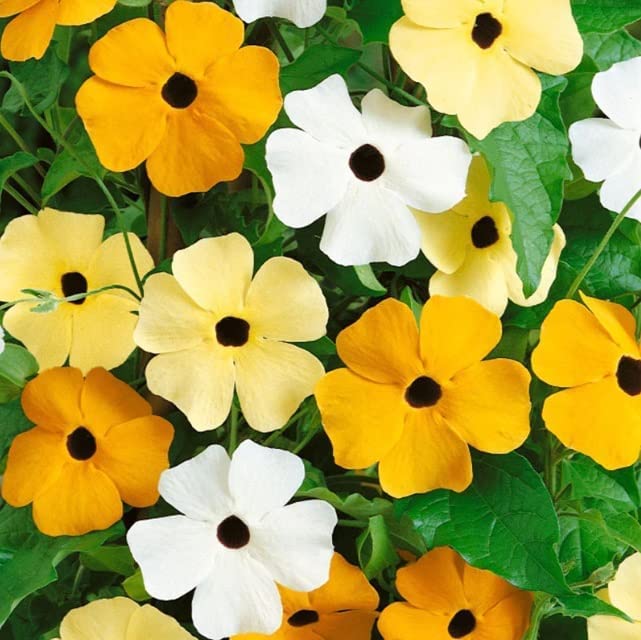 Black Eyed Susan