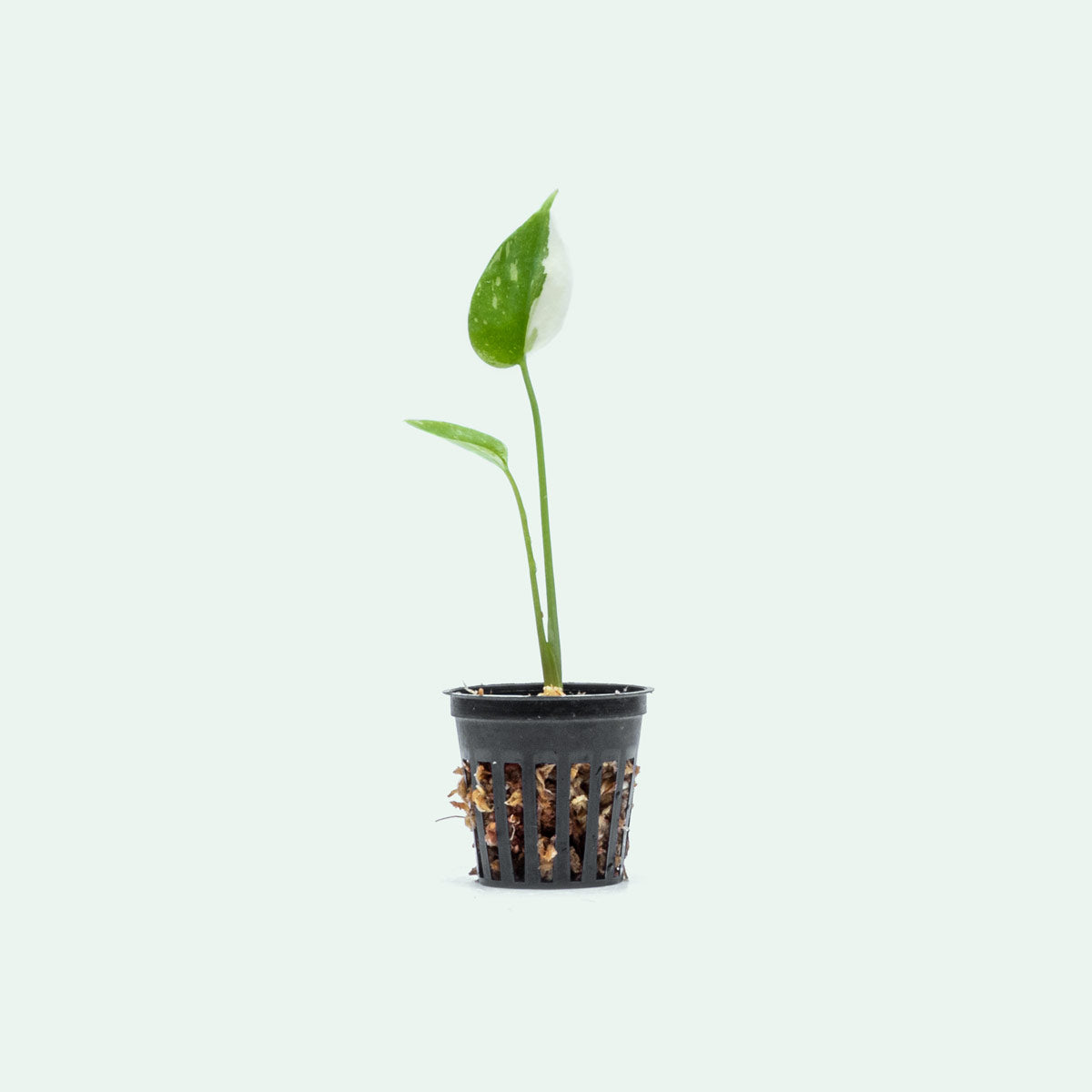 Monstera Thai Constellation Bare Root Plant - Rare Variegated Indoor Houseplant for Home Decor, Office, and Living Room