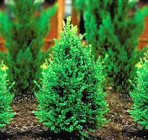 10 Live Green Mountain Boxwood Shrubs - Quart Container Plants for Landscaping, Privacy Hedges & Garden Borders | DAS Farms (Excluding California) | Perfect for Front Yard Decor, Foundation Planting & Topiary Designs
