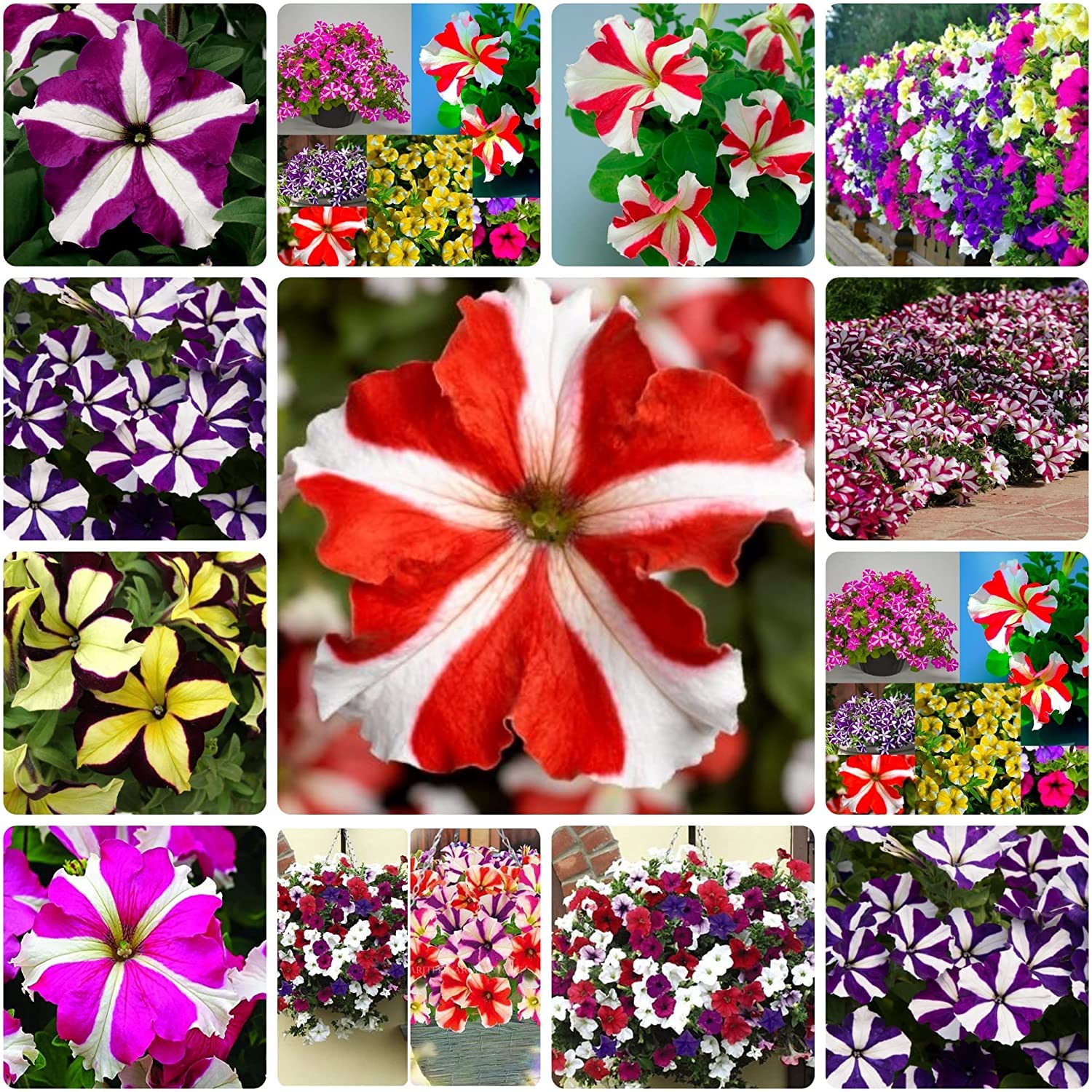 200+ Non-GMO Petunia Flower Seeds - Mixed Colors for Home Garden Planting | Rare Flower Seeds for Gardeners | Perfect for Flower Beds, Containers & Window Boxes
