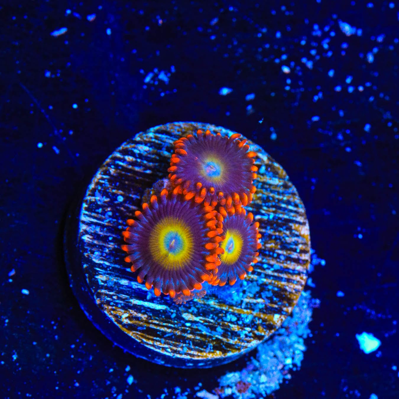 Vibrant Circus Freak Zoanthids Coral for Saltwater Aquariums - Perfect for Reef Tanks & Marine Displays