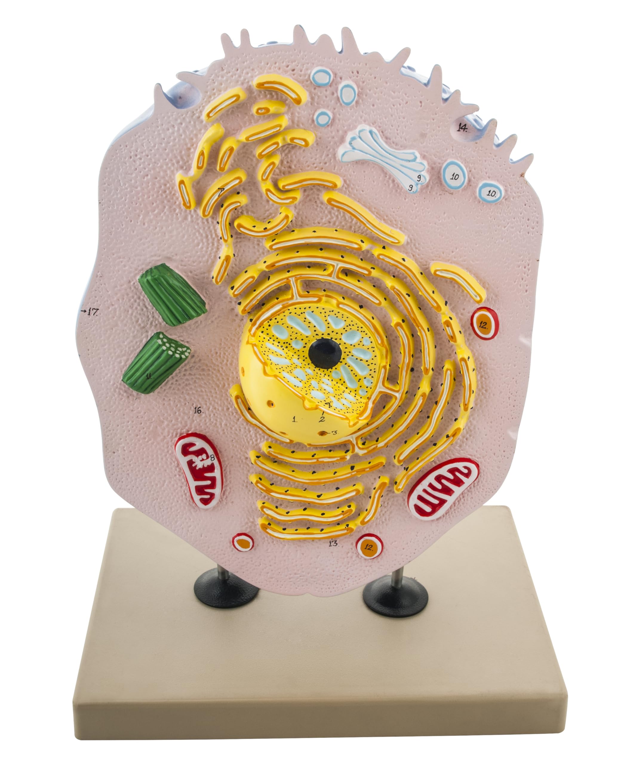 Eisco Labs Hand-Painted Animal Cell Model - Detailed Biology Science Classroom Teaching Aid for Students & Teachers | Perfect for School Labs, Homeschooling & STEM Education