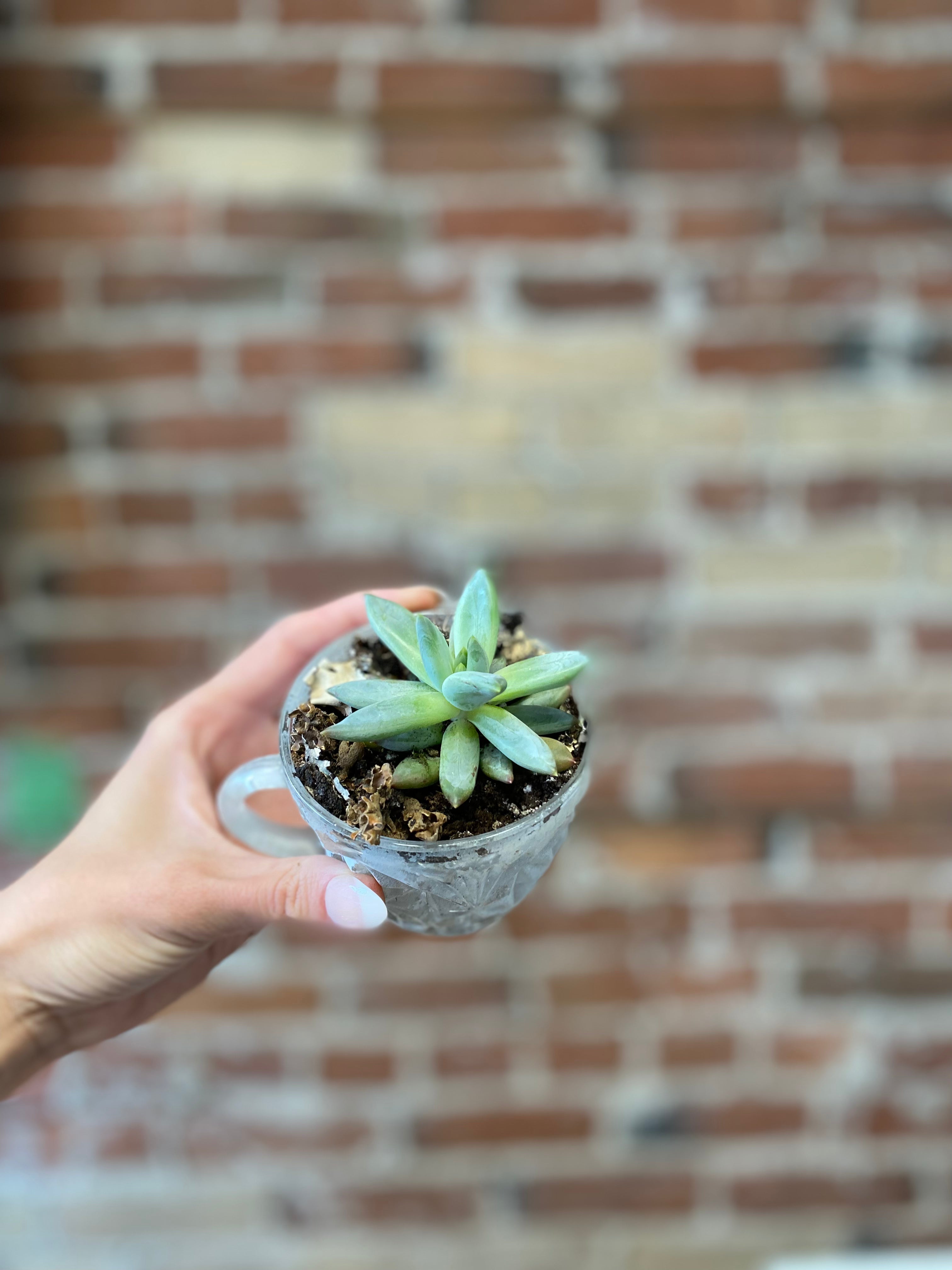 Succulent Teacup Planter - Small Ceramic Flower Pot for Cactus & Air Plants | Perfect for Windowsill Decor, Office Desk & Gift Ideas