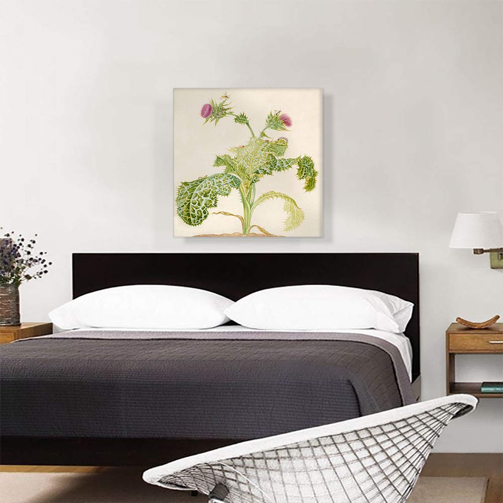 Maria Sibylla Merian Milk Thistle Botanical Art Print - 26x26 Inch Framed Canvas Wall Decor, Giclee Painting for Living Room, Bedroom & Office