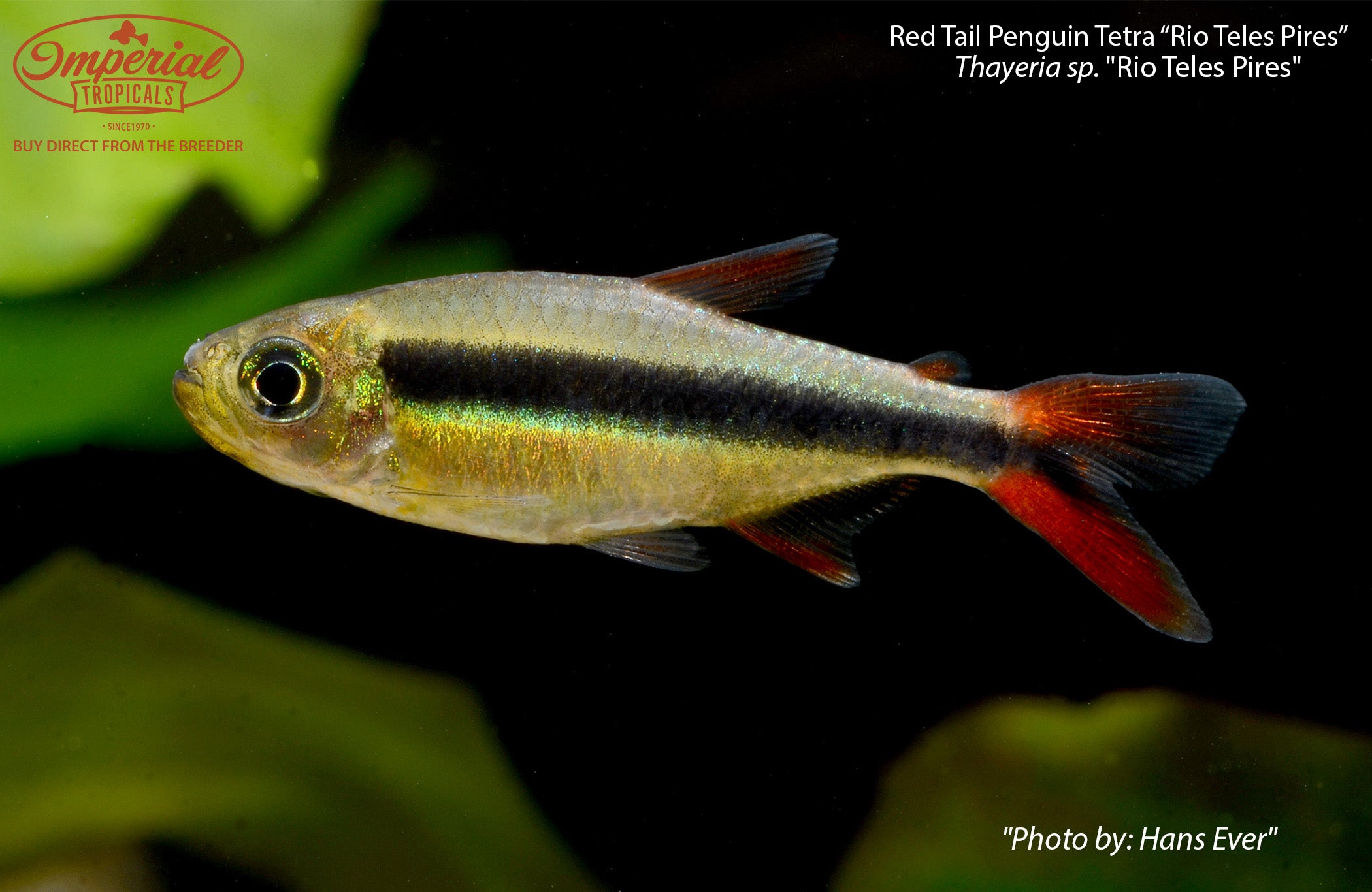 Premium Red Tail Penguin Tetra Fish (Moenkhausia sanctaefilomenae) - Live Aquarium Fish for Freshwater Tanks | Perfect for Community Aquariums & Tropical Fish Tanks