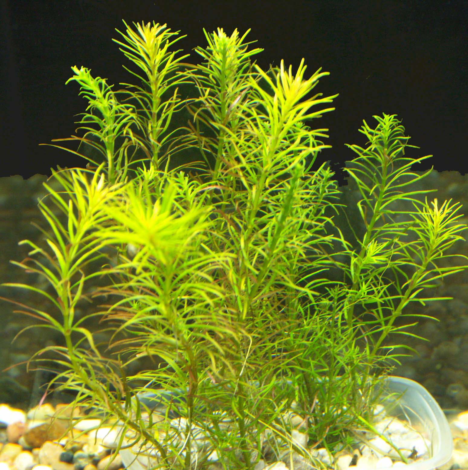 TCulture Rotala Sp. Nanjenshan Aquatic Plant for Aquarium - Live Freshwater Plant for Fish Tank Decoration, Perfect for Aquascaping and Shrimp Tanks