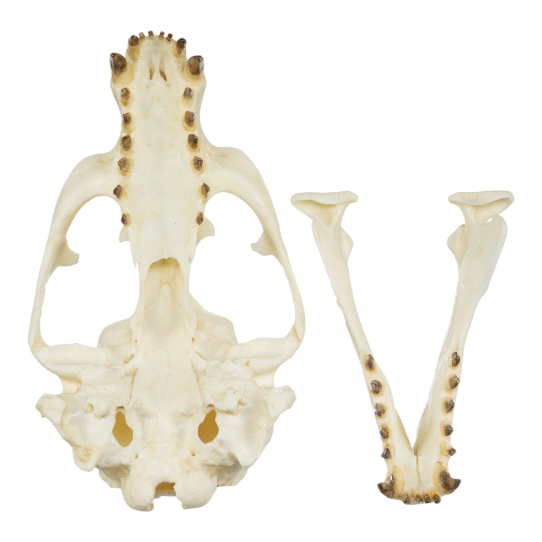 Authentic Replica Guadalupe Fur Seal Skull - Male Specimen for Educational Display, Biology Study & Home Decor Collection