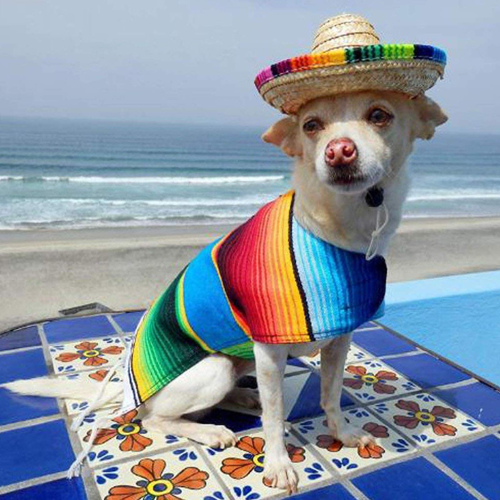 Mini Straw Sombrero Hat for Dogs & Cats - Mexican Party Hat for Small Pets & Puppies - Perfect for Cinco de Mayo, Halloween & Costume Parties
