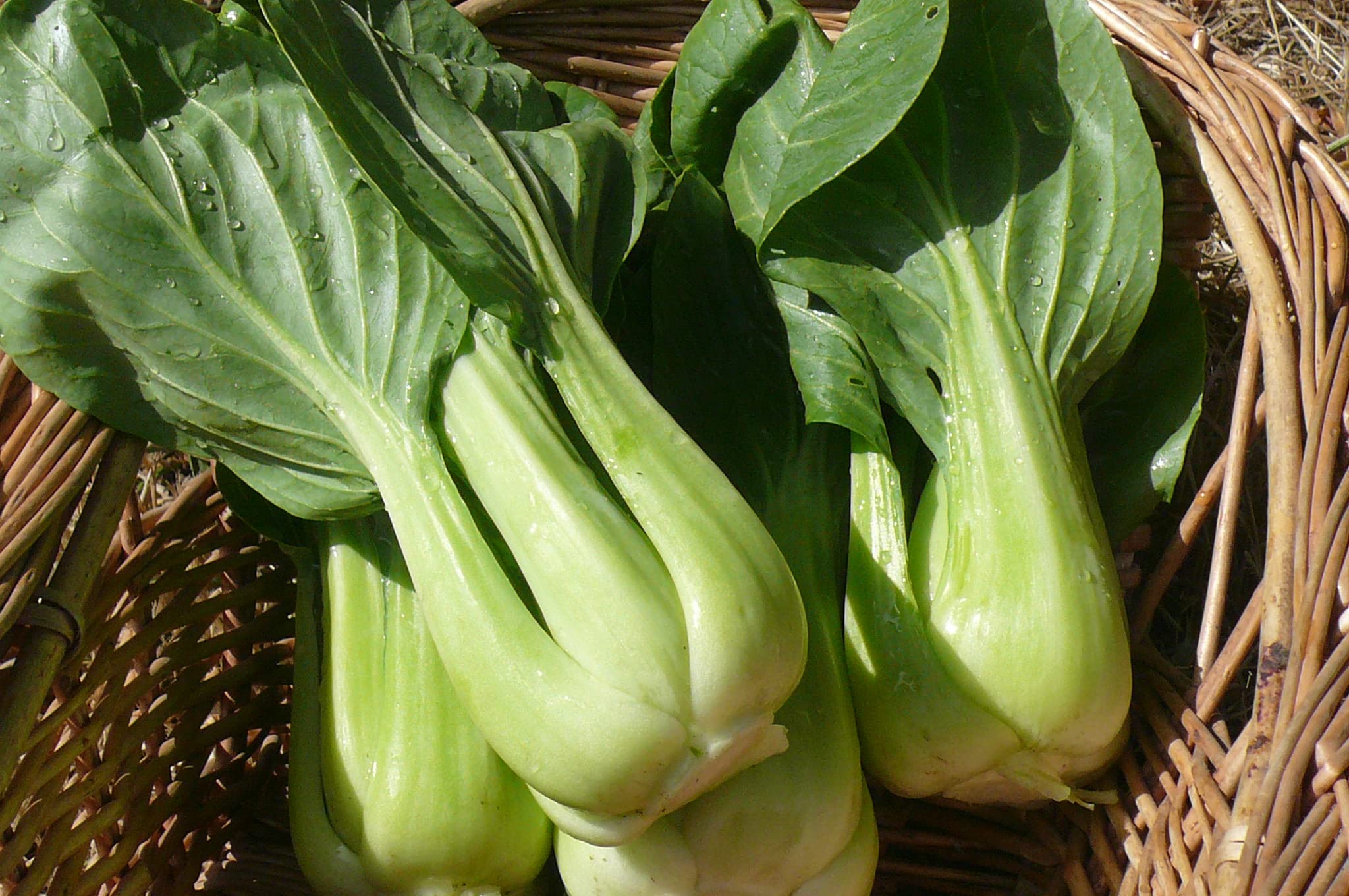 Organic Bok Choy Seeds - Non-GMO Chinese Cabbage for Home Gardening & Salads