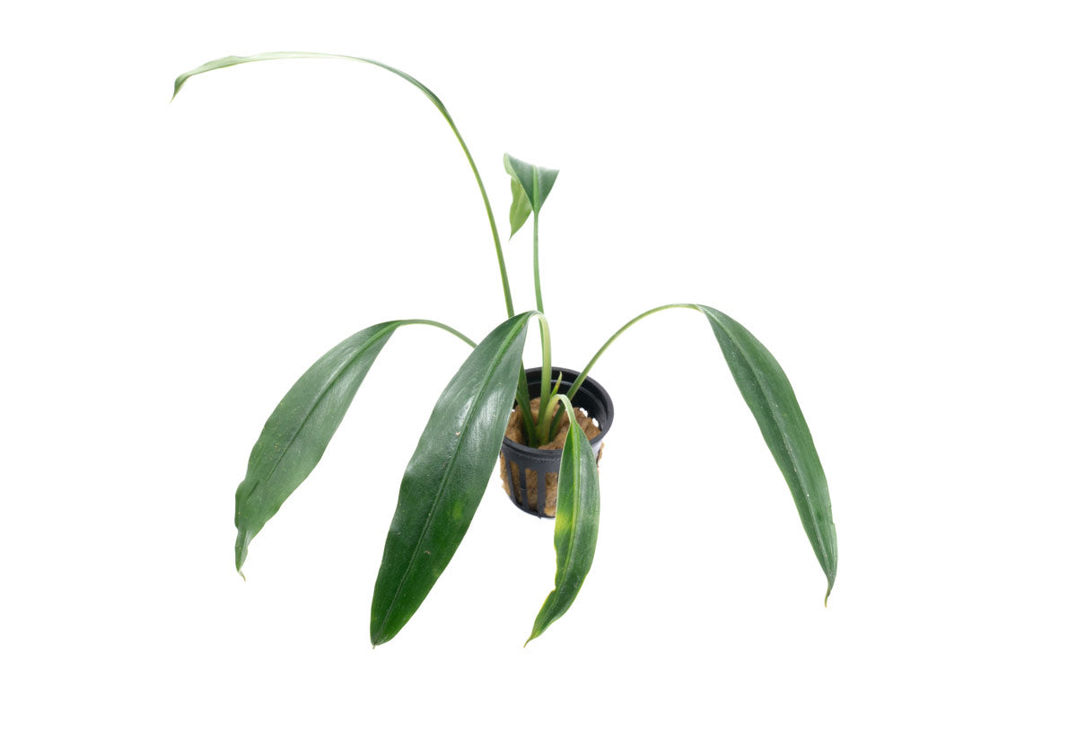 Bucephalandra Goliath Aquatic Plant - Live Aquarium Plants for Fish Tank Decoration | Perfect for Freshwater Aquascaping & Shrimp Tanks