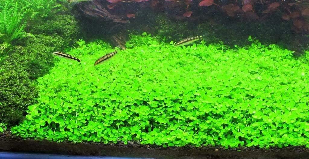 3X Micranthemum Monte Carlo Pots - Easy Live Aquarium Plants for Freshwater Fish Tanks, Aquascaping & Low-Tech Planted Aquariums