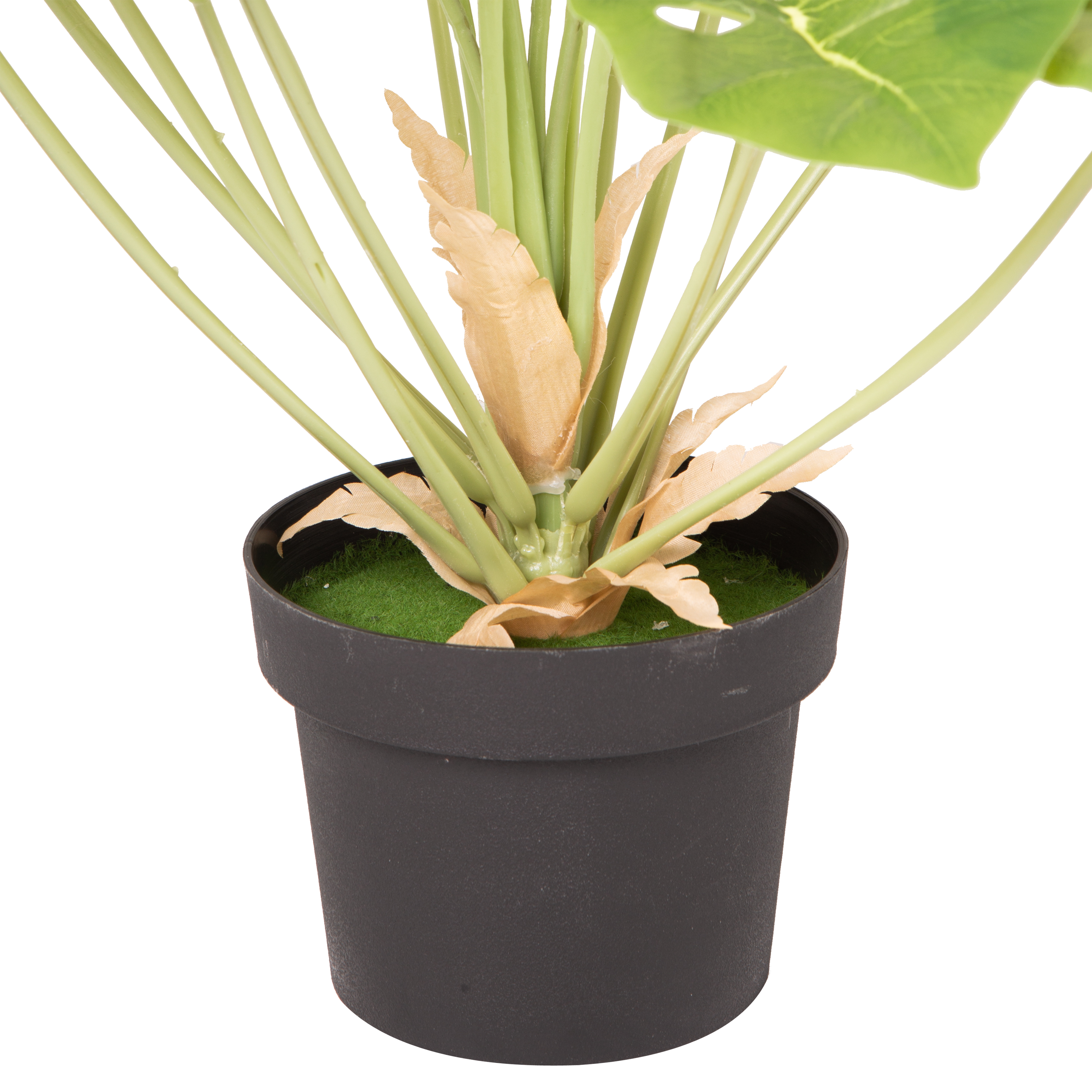 Monstera Deliciosa Swiss Cheese Plant - Indoor Tropical Houseplant for Home & Office Decor - Perfect for Living Room, Bedroom, and Workspace